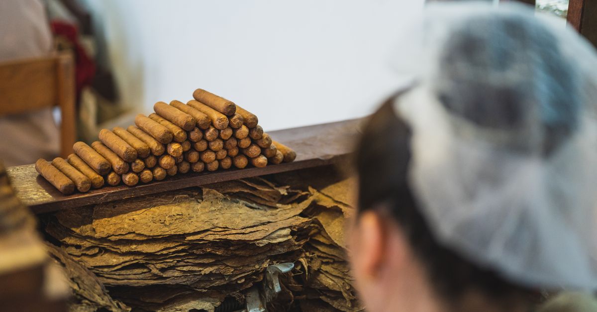 From above back view of crop anonymous female employee in transparent cap preparing tobacco near stack of cigars in fabric