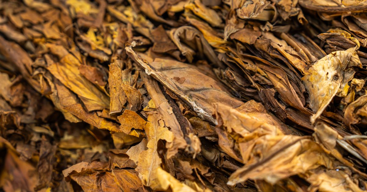 Detailed texture of dried tobacco leaves perfect for natural or organic uses.